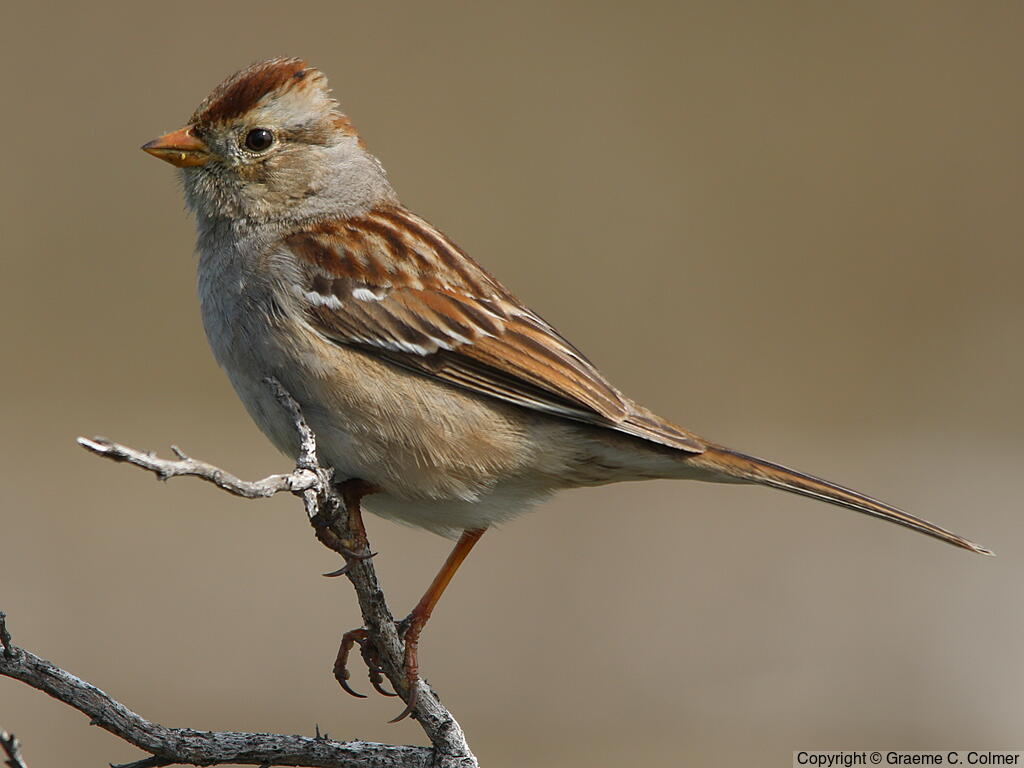 White-crowned Sparrow (Zonotrichia leucophrys) - Immature