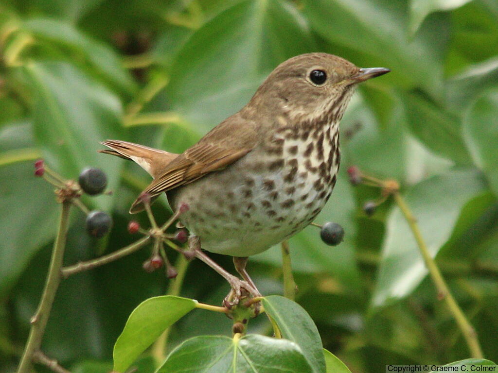 Hermit Thrush (Catharus guttatus) - Adult