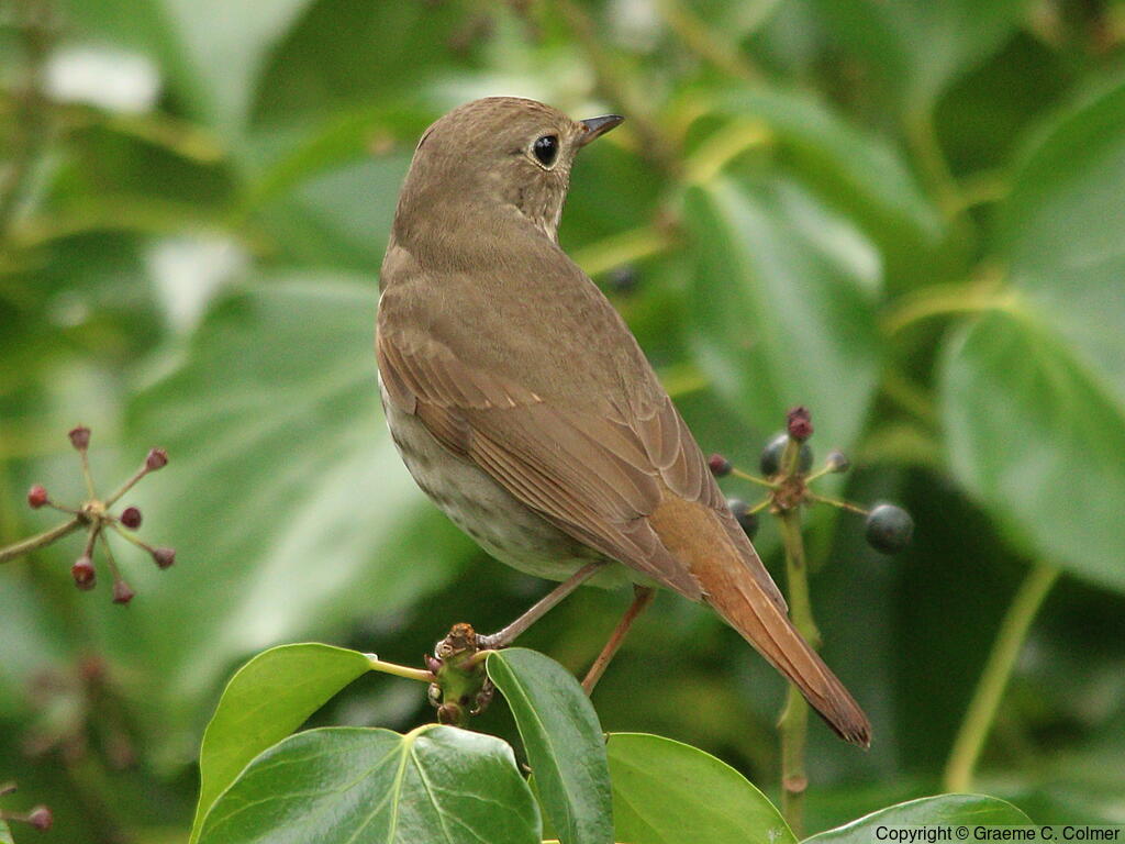 Hermit Thrush (Catharus guttatus) - Adult