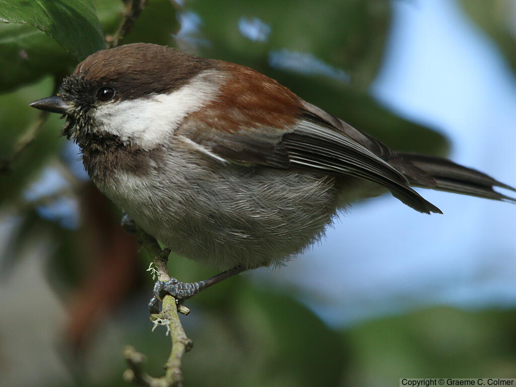 Chestnut-backed Chickadee (Poecile rufescens) - Adult