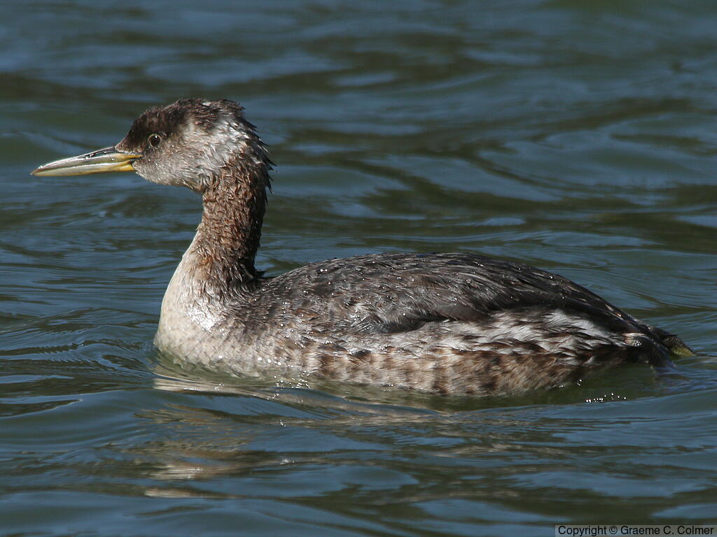 Red-necked Grebe (Podiceps grisegena) - Nonbreeding adult