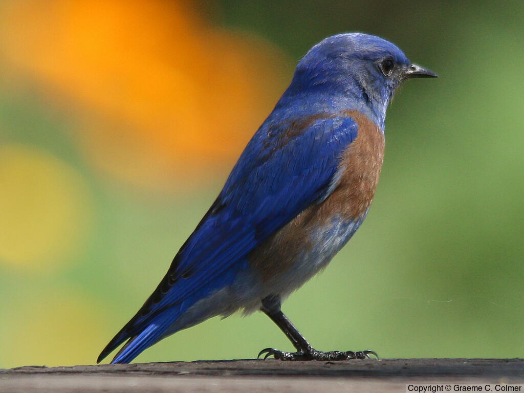 Western Bluebird - Love Your Planet