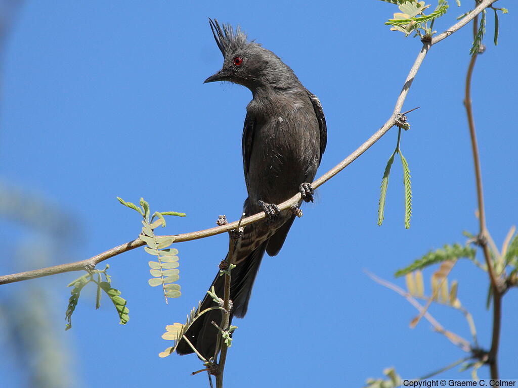 Phainopepla (Phainopepla nitens) - Adult female