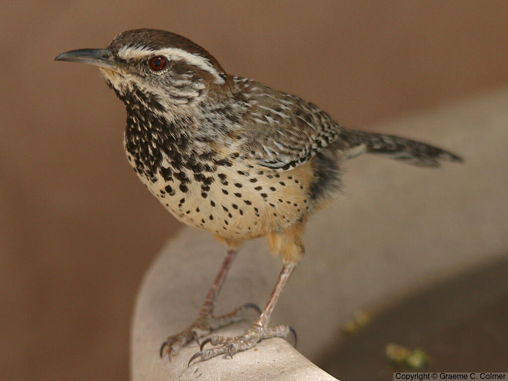 Cactus Wren (Campylorhynchus brunneicapillus) - Adult