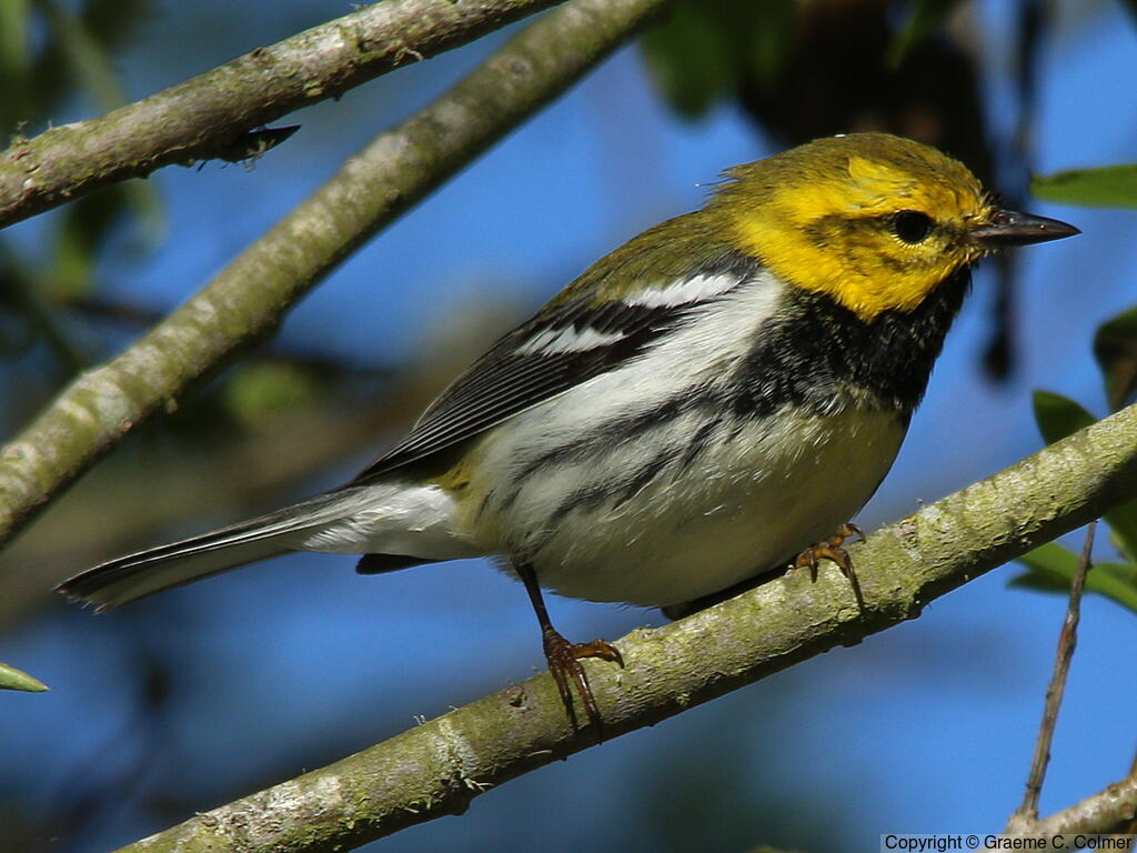Black-throated Green Warbler (Setophaga virens) - Adult male