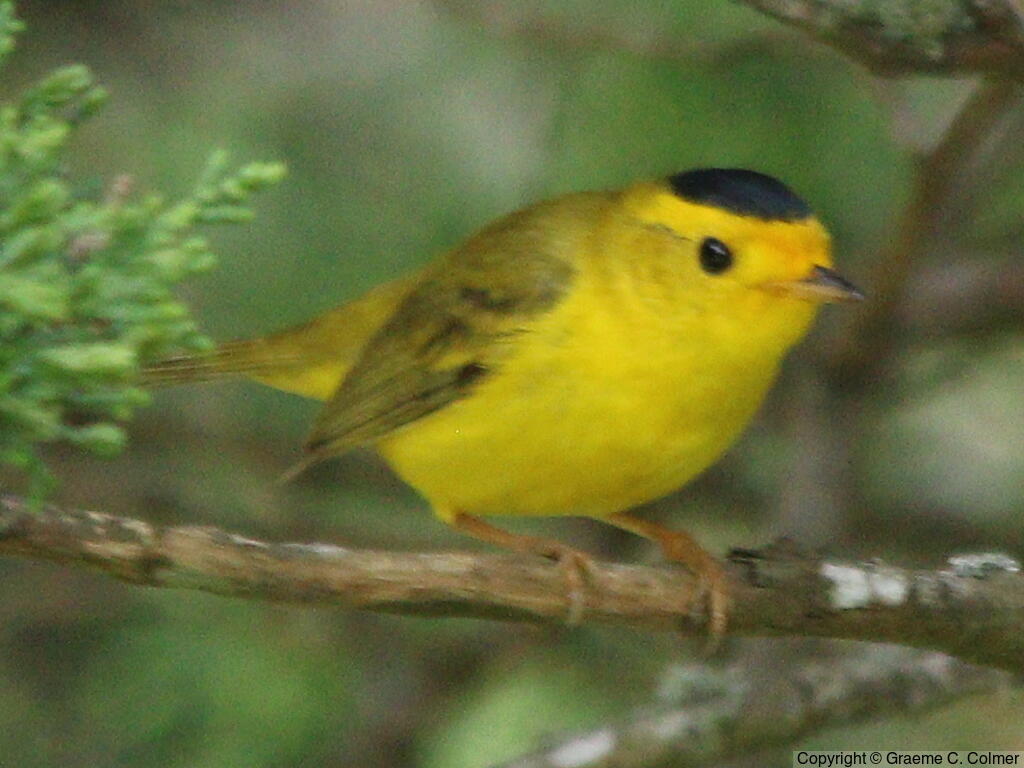 Wilson's Warbler (Cardellina pusilla) - Adult male