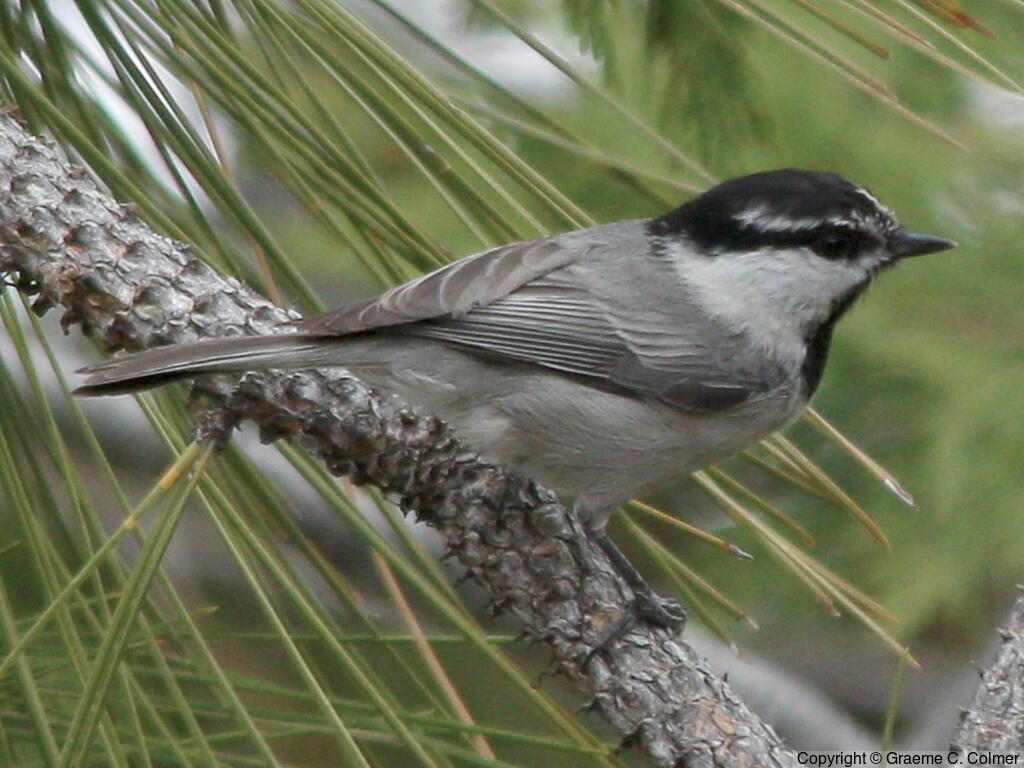 Mountain Chickadee (Poecile gambeli) - Adult