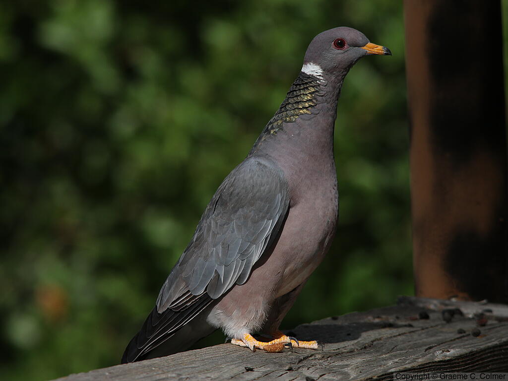 Band-tailed Pigeon (Patagioenas fasciata) - Adult