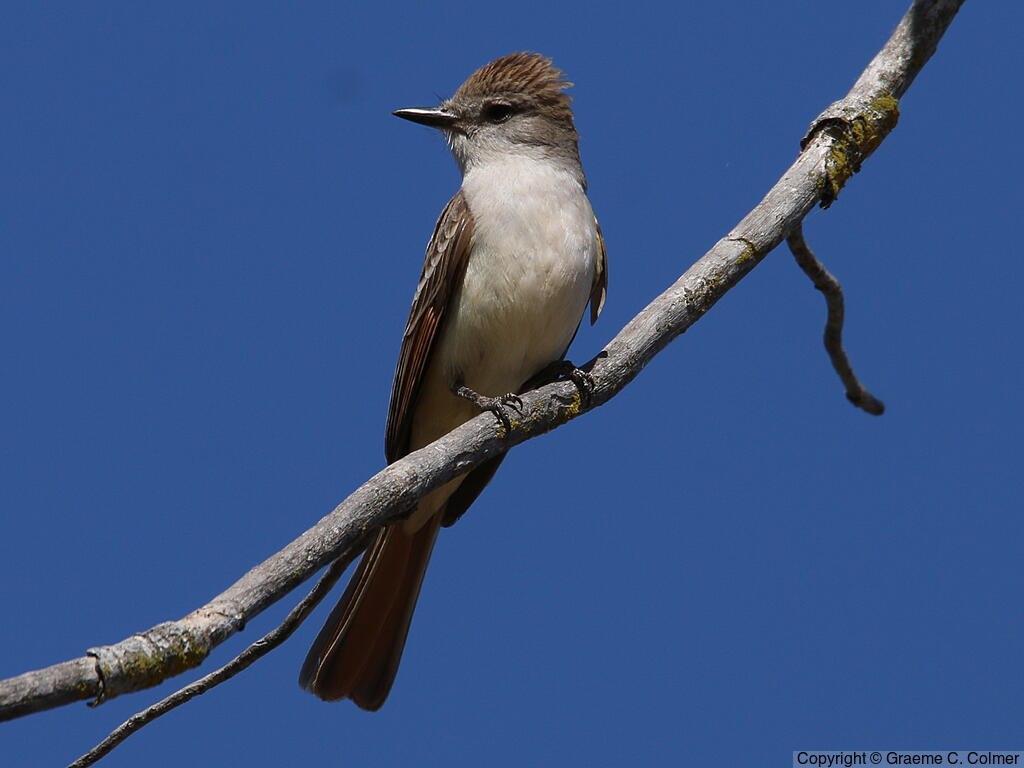 Ash-throated Flycatcher (Myiarchus cinerascens) - Adult