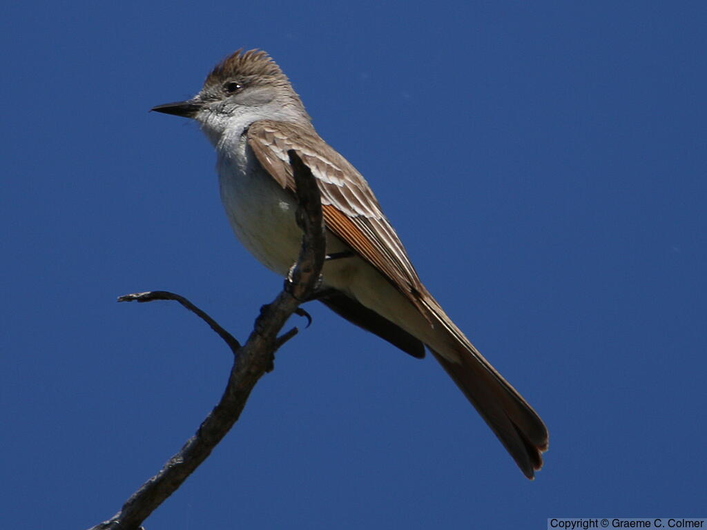 Ash-throated Flycatcher (Myiarchus cinerascens) - Adult