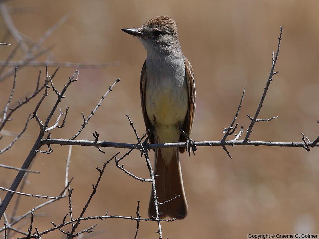 Ash-throated Flycatcher (Myiarchus cinerascens) - Adult