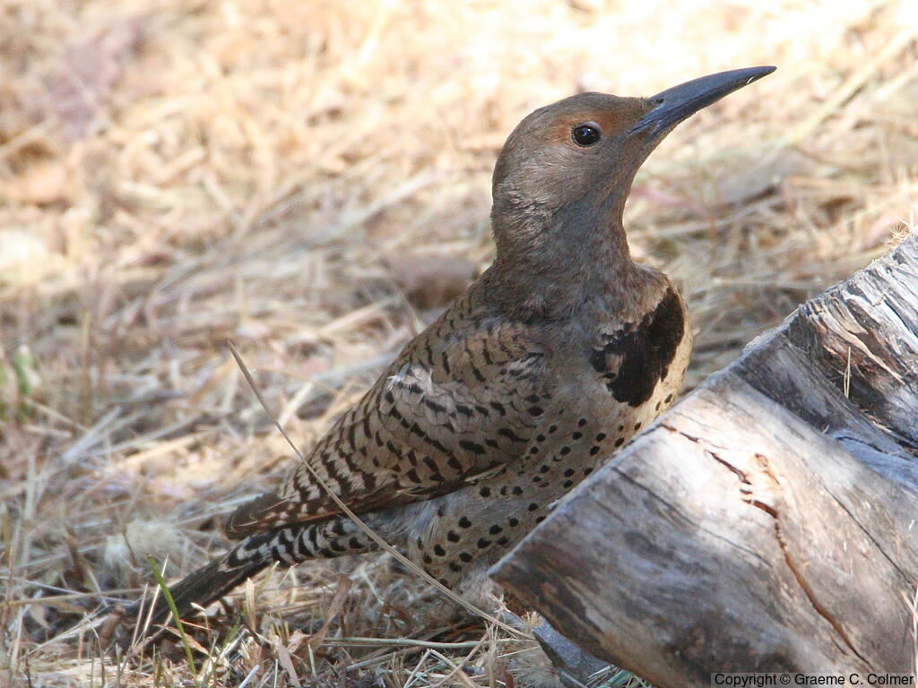 Northern Flicker (Colaptes auratus) - Adult female (red-shafted)