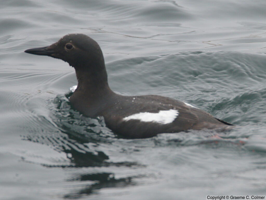 Pigeon Guillemot (Cepphus columba) - Adult