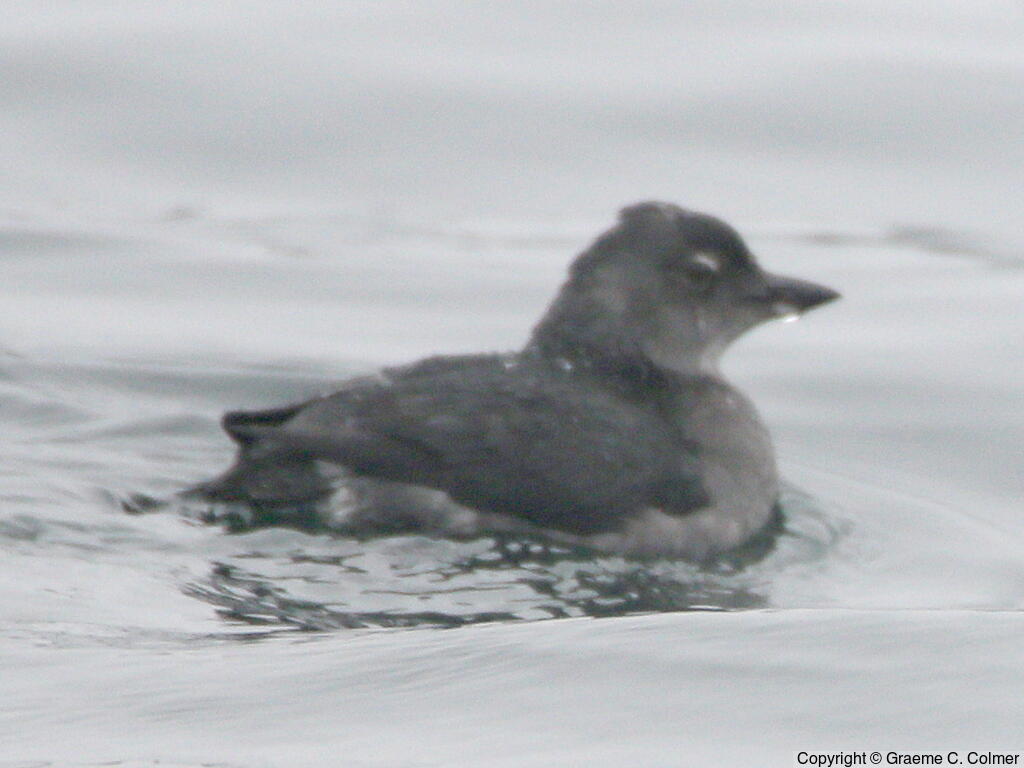 Cassin's Auklet (Ptychoramphus aleuticus) - Adult