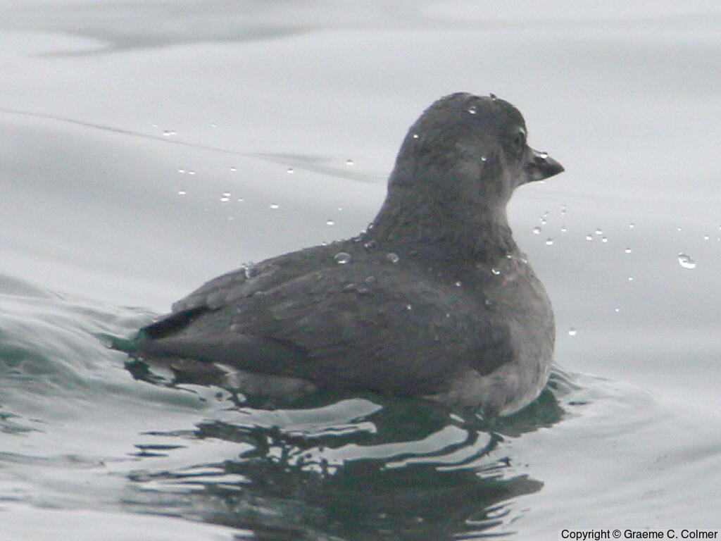 Cassin's Auklet (Ptychoramphus aleuticus) - Adult