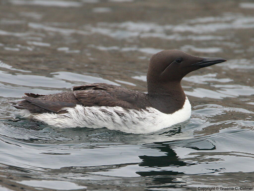 Common Murre (Uria aalge) - Breeding Adult