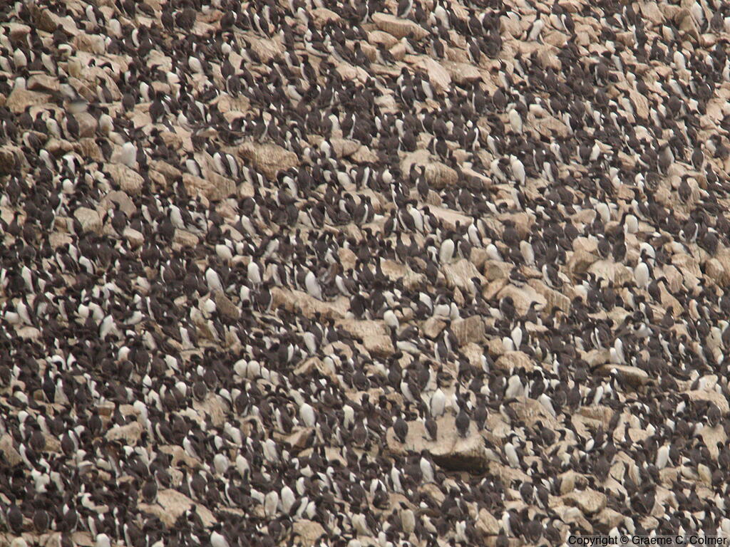 Common Murre (Uria aalge) - Breeding Colony