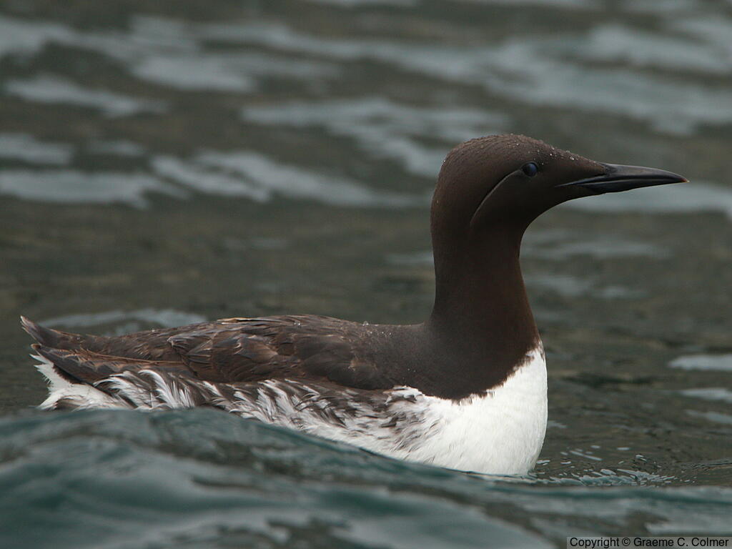 Common Murre (Uria aalge) - Breeding Adult