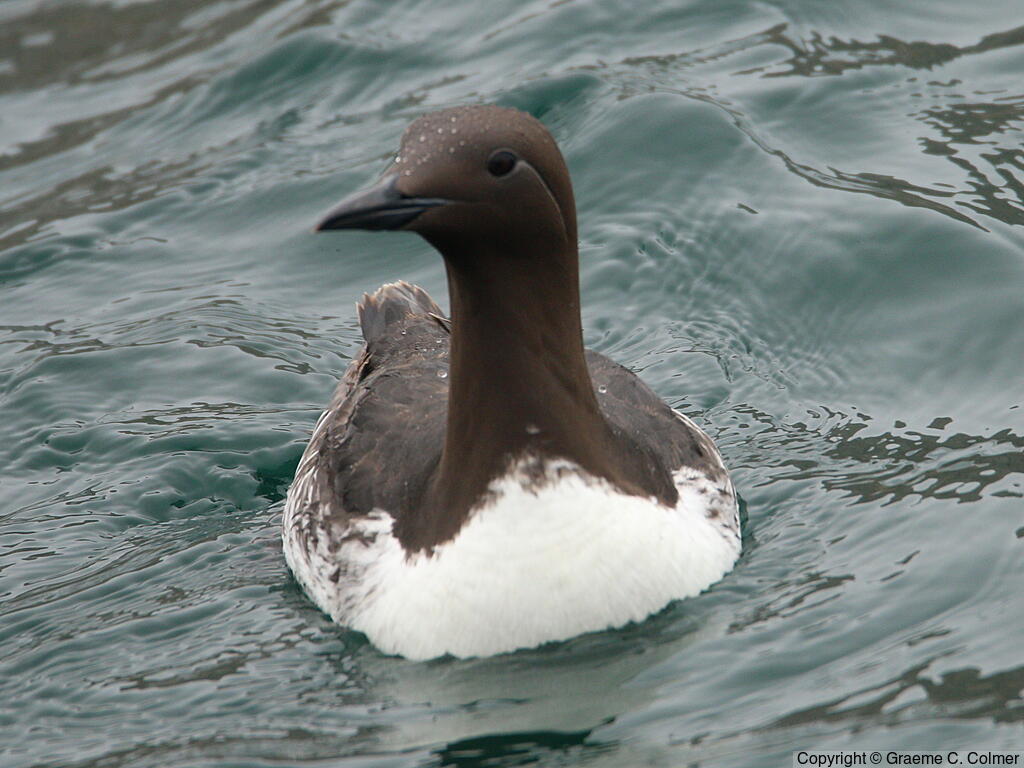 Common Murre (Uria aalge) - Breeding Adult