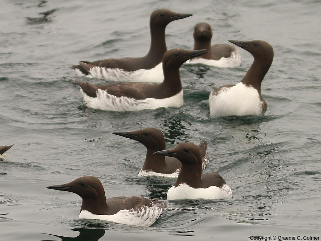 Common Murre (Uria aalge) - Breeding Adults