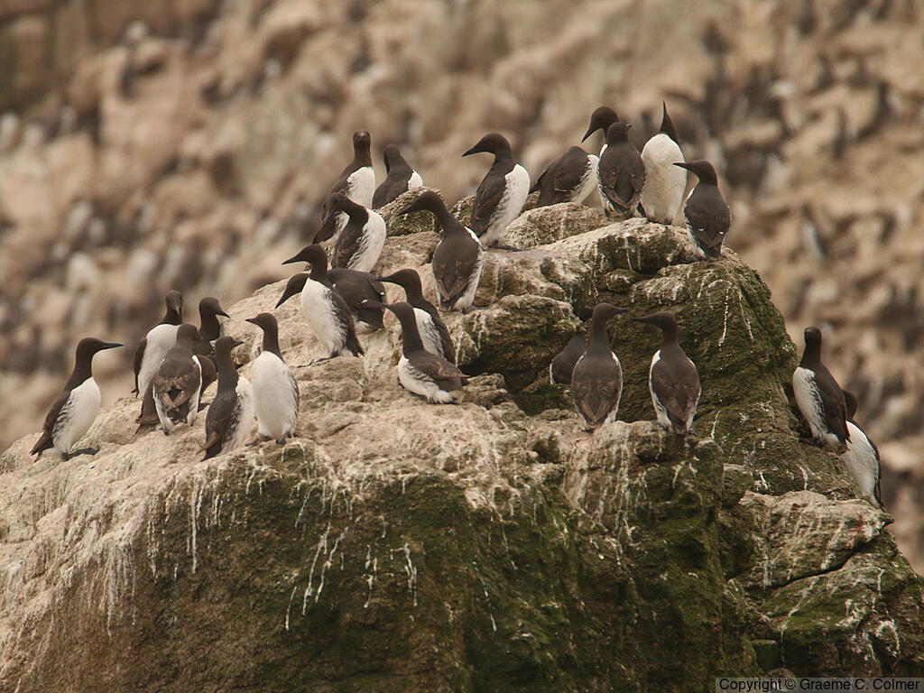 Common Murre (Uria aalge) - Breeding Colony