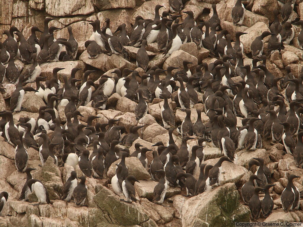 Common Murre (Uria aalge) - Breeding Colony