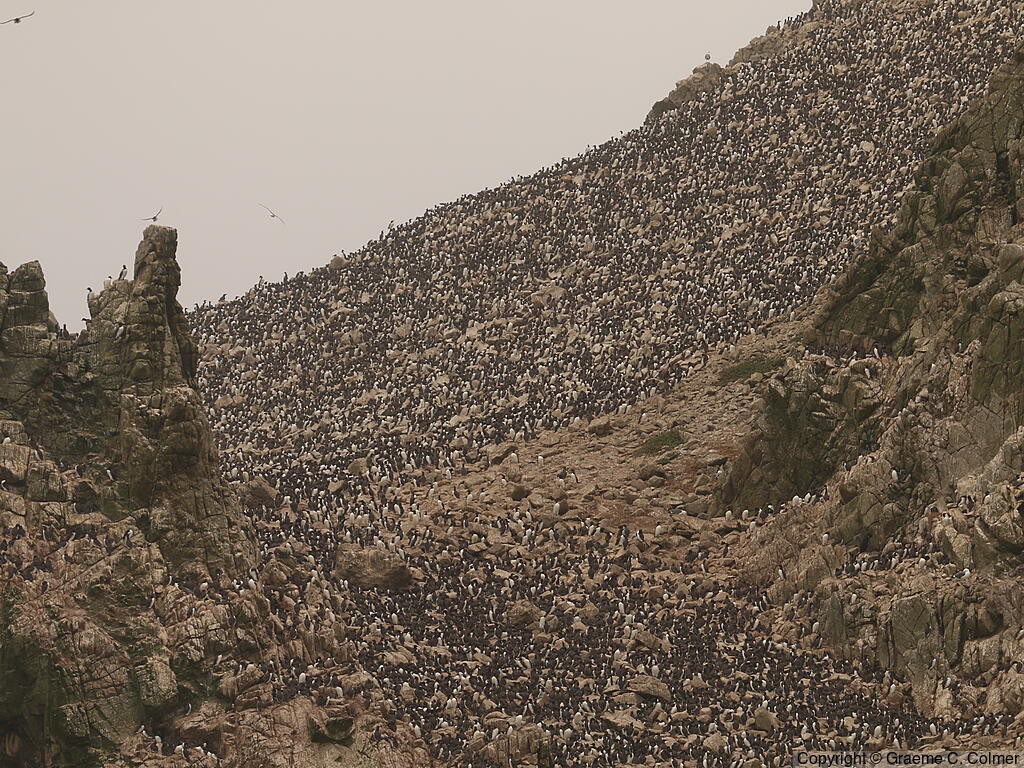 Common Murre (Uria aalge) - Breeding Colony