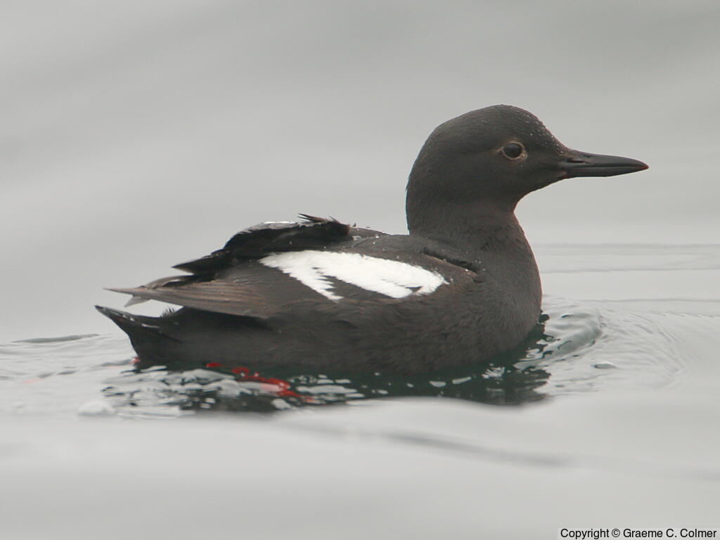 Pigeon Guillemot (Cepphus columba) - Adult