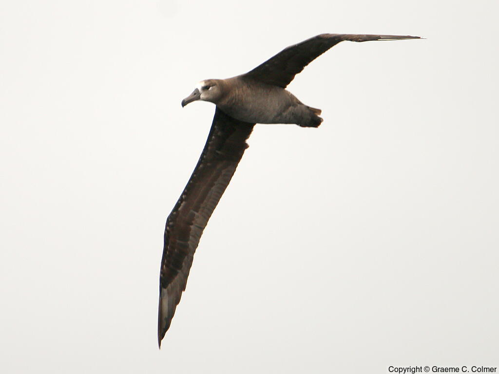 Black-footed Albatross (Phoebastria nigripes) - Adult