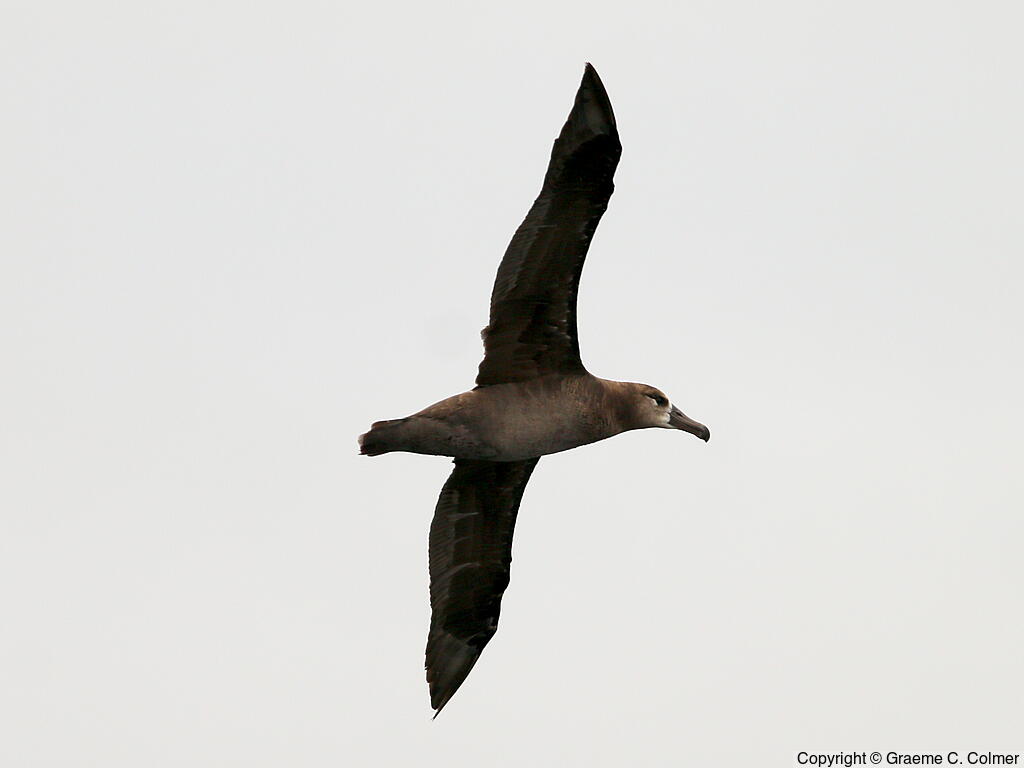Black-footed Albatross (Phoebastria nigripes) - Adult