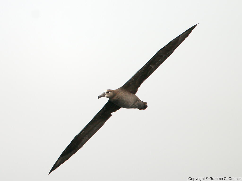 Black-footed Albatross (Phoebastria nigripes) - Adult