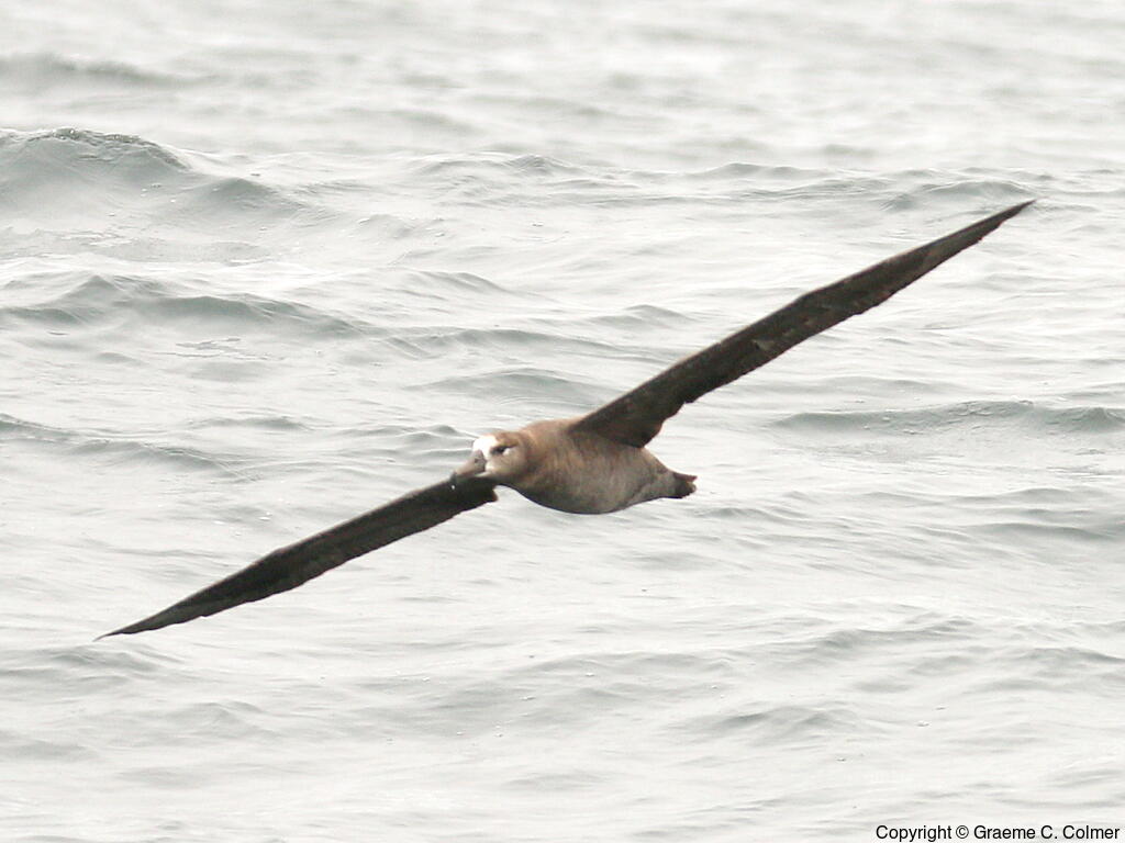 Black-footed Albatross (Phoebastria nigripes) - Adult