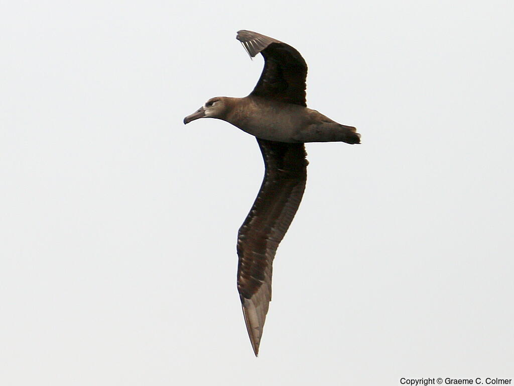 Black-footed Albatross (Phoebastria nigripes) - Adult
