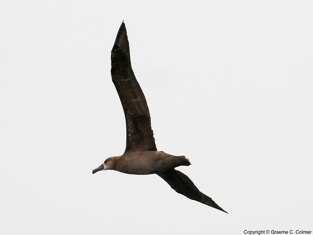 Black-footed Albatross (Phoebastria nigripes) - Adult