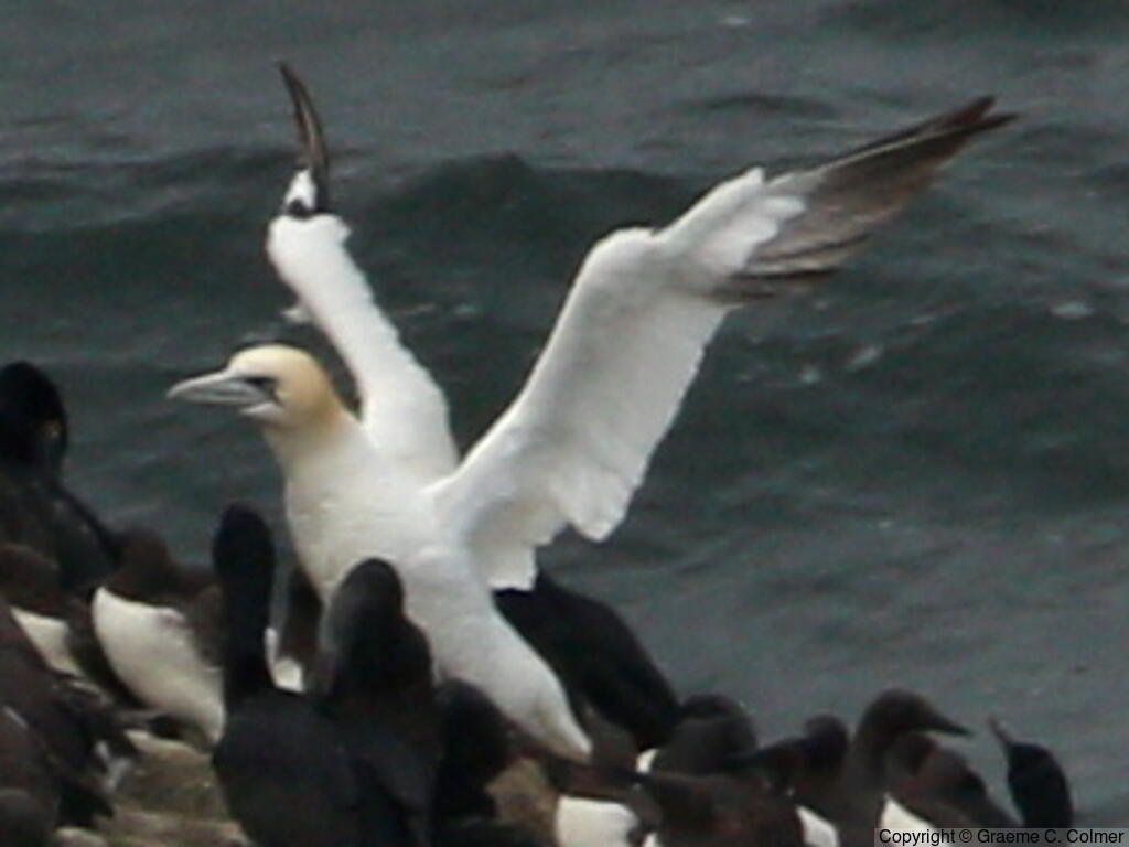 Northern Gannet (Morus bassanus) - Adult