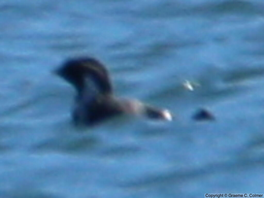 Ancient Murrelet (Synthliboramphus antiquus) - Adult