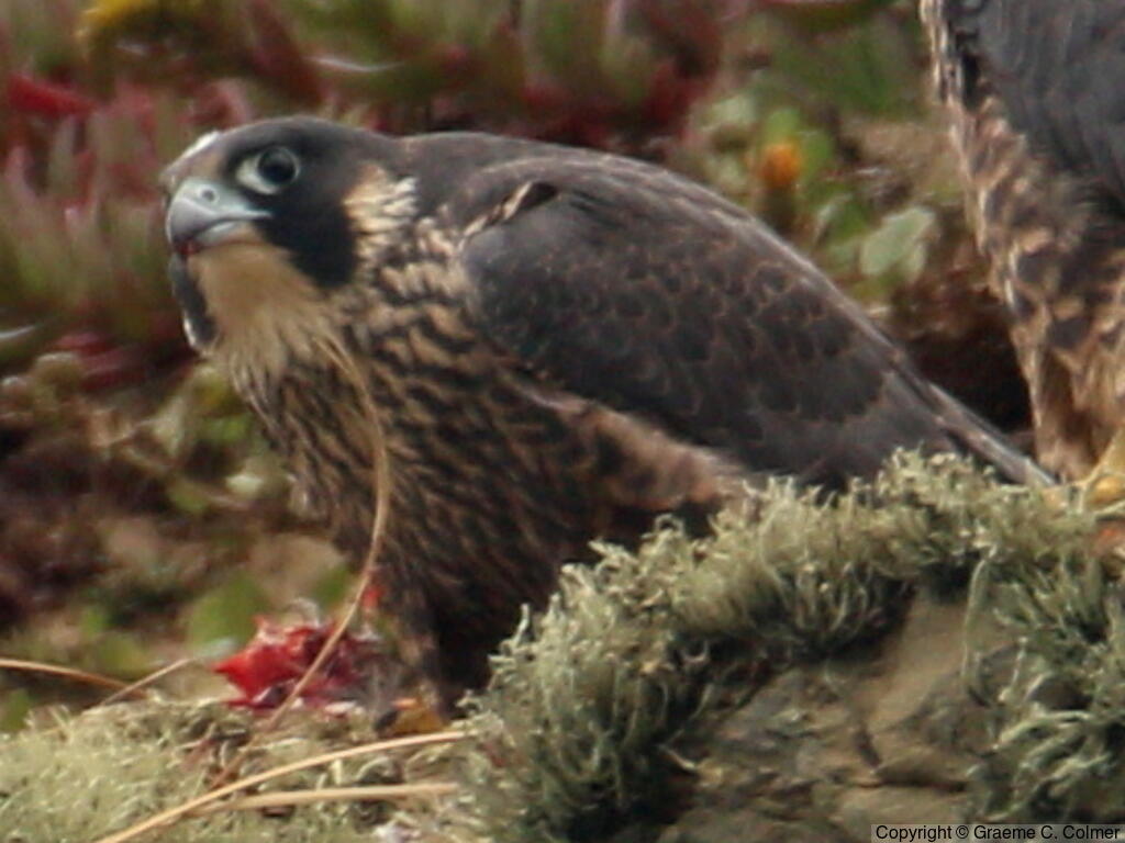 Peregrine Falcon (Falco peregrinus) - Immature