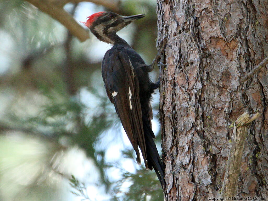 Pileated Woodpecker (Dryocopus pileatus) - Adult female