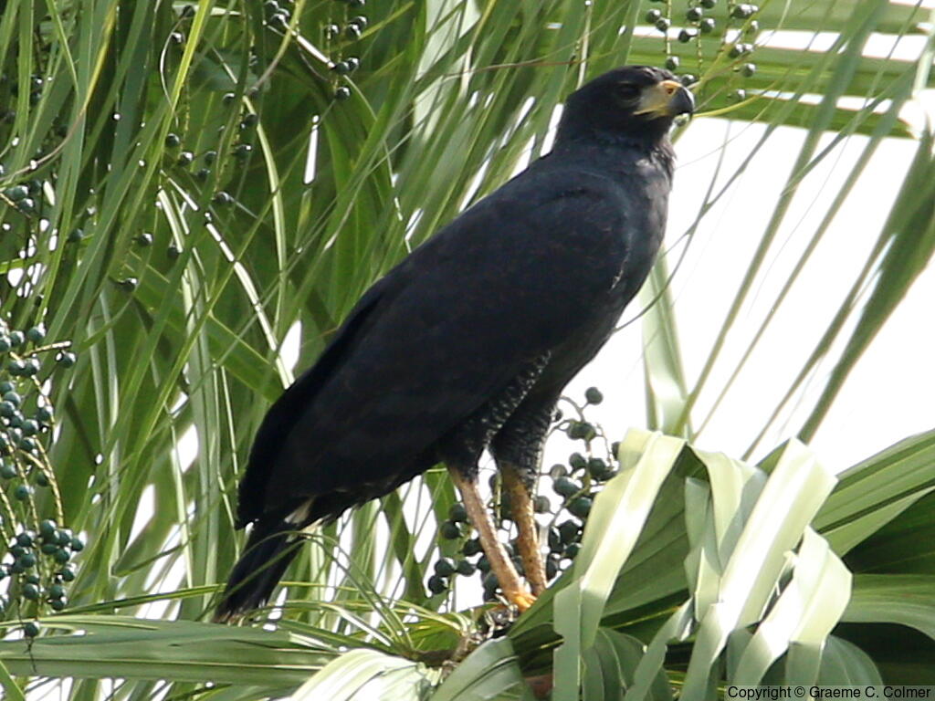 Great Black Hawk (Buteogallus urubitinga) - Adult