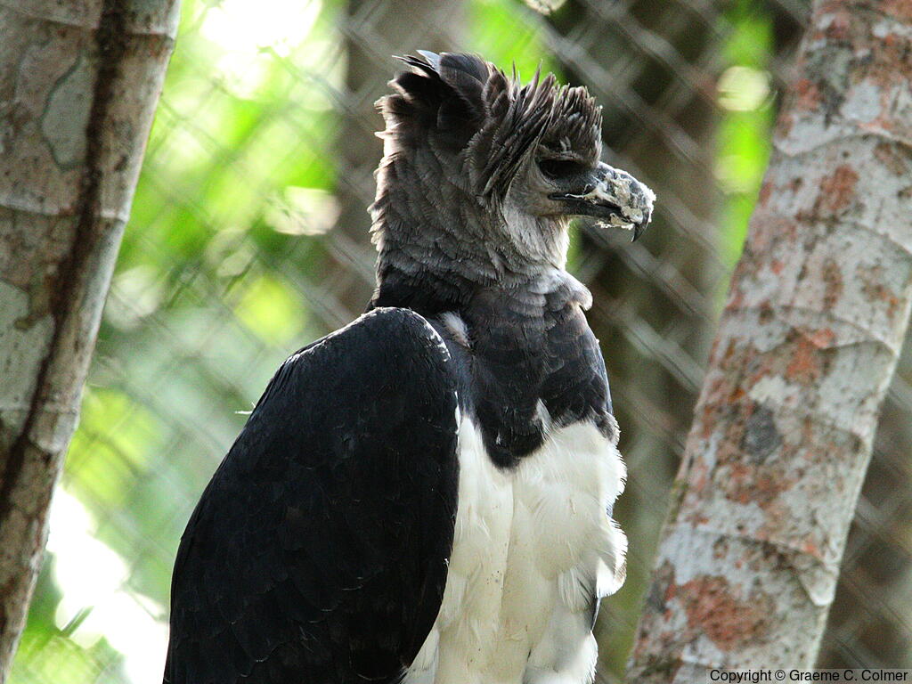 Harpy Eagle (Harpia harpyja) - Adult