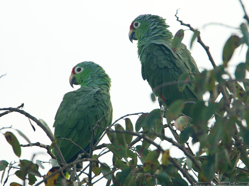 Red-lored Parrot (Amazona autumnalis) - Adults