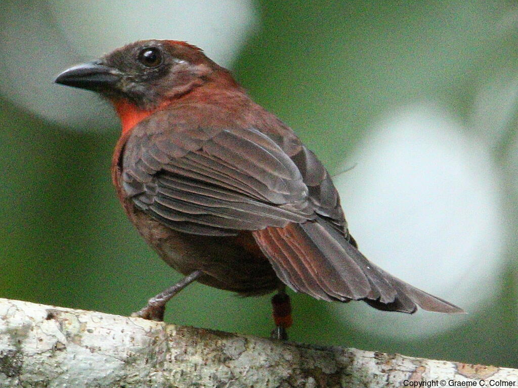 Red-throated Ant-Tanager (Habia fuscicauda) - Adult