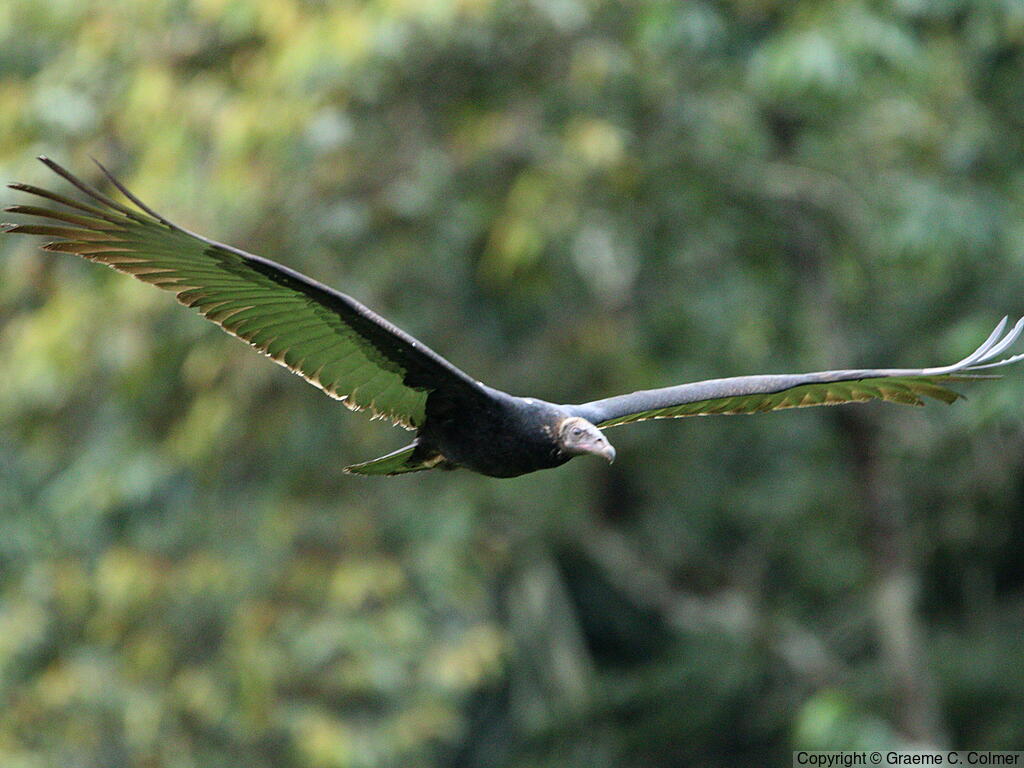Turkey Vulture (Cathartes aura) - Immature (tropical)