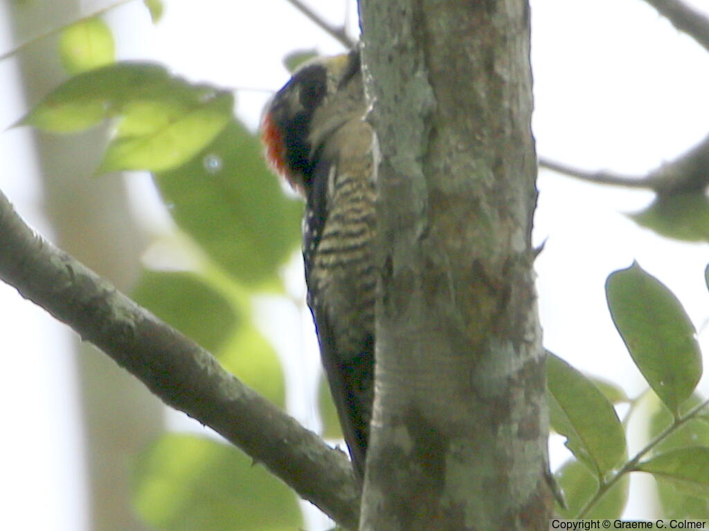 Black-cheeked Woodpecker (Melanerpes pucherani) - Adult female