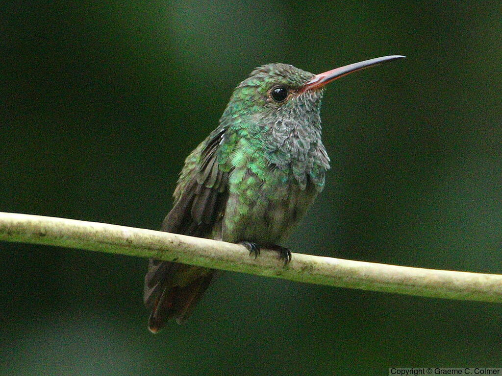 Rufous-tailed Hummingbird (Amazilia tzacatl) - Adult