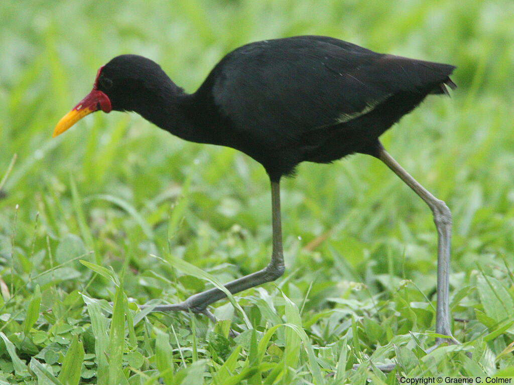 Wattled Jacana (Jacana jacana) - Adult