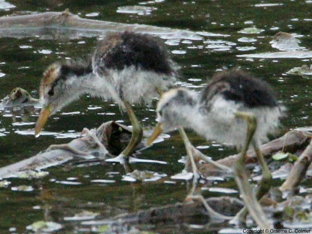 Wattled Jacana (Jacana jacana) - Juveniles