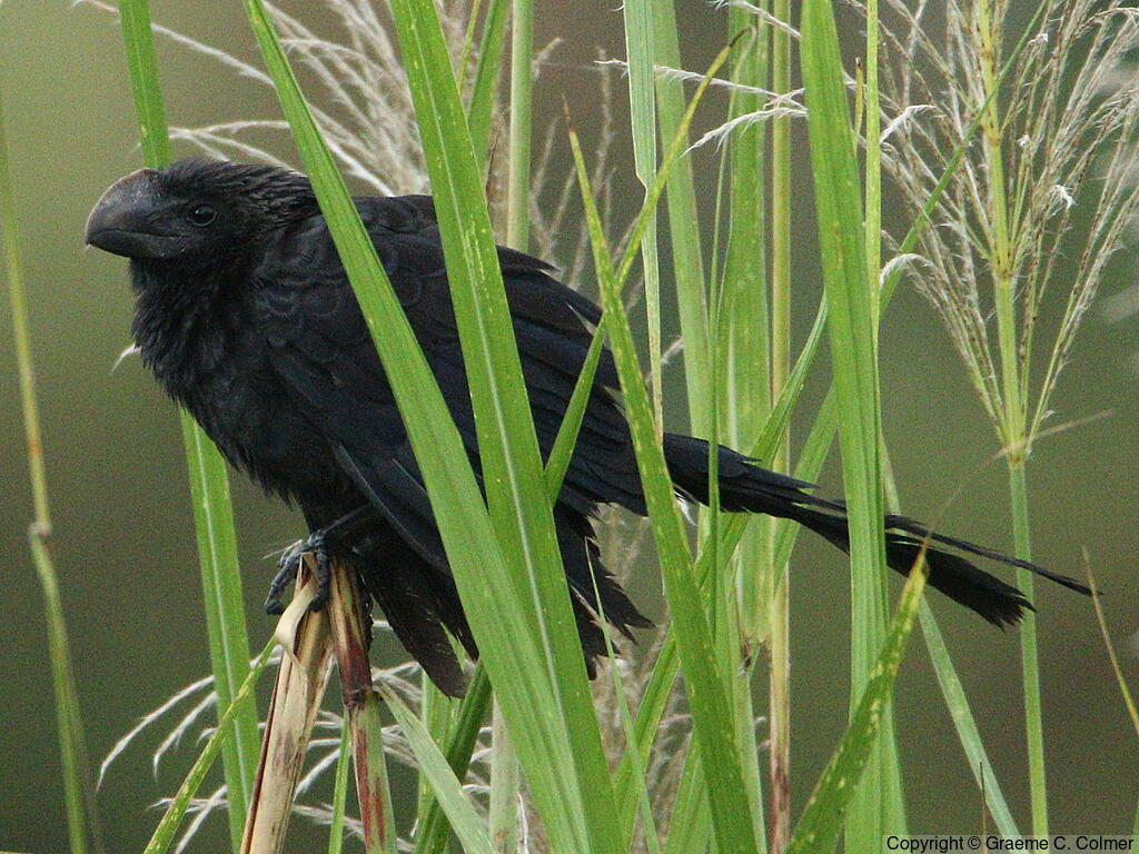 Smooth-billed Ani (Crotophaga ani) - Adult