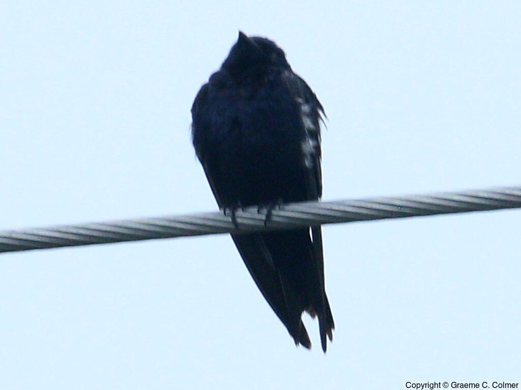 Purple Martin (Progne subis) - Adult