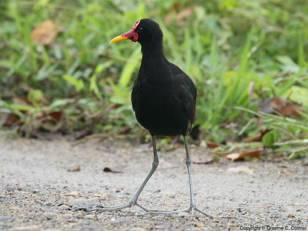 Wattled Jacana (Jacana jacana) - Adult